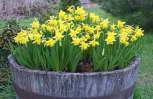 معرفی گیاه - نرگس Narcissus
